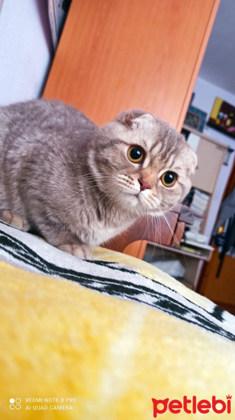 Scottish Fold, Kedi  Mantı fotoğrafı