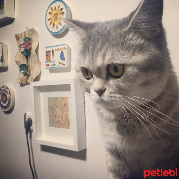 British Shorthair, Kedi  NANA fotoğrafı