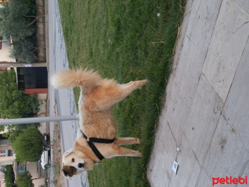 Akbaş, Köpek  Paşa fotoğrafı