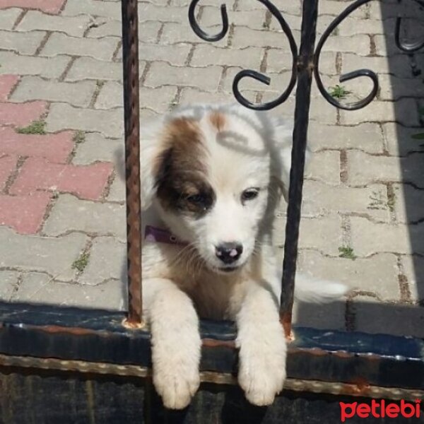 Akbaş, Köpek  Paşa fotoğrafı