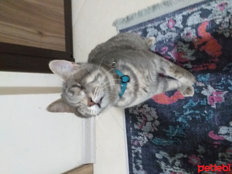 Tekir Kedi, Kedi  Korsan fotoğrafı
