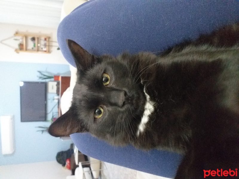 Tekir Kedi, Kedi  Gece fotoğrafı