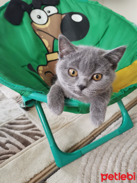 British Shorthair, Kedi  Sofia fotoğrafı