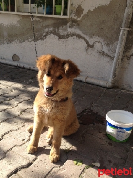 Golden Retriever, Köpek  Tarcınbobo fotoğrafı