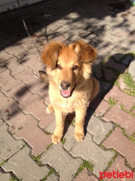 Golden Retriever, Köpek  Tarcınbobo fotoğrafı