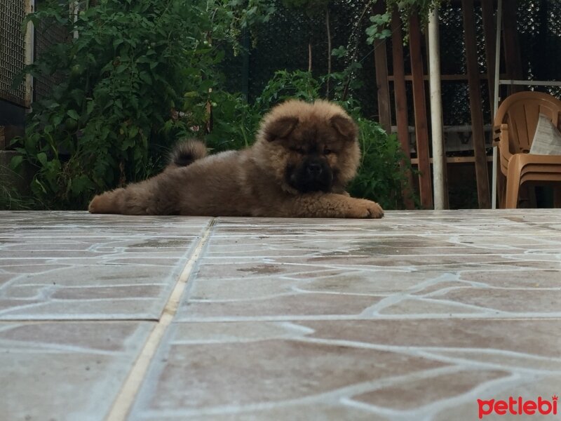 Chow Chow (çin Aslanı), Köpek  Oscar fotoğrafı