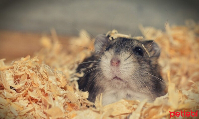 Hamster, Kemirgen  jery fotoğrafı