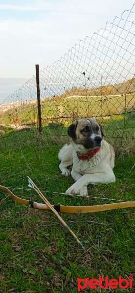 Kangal, Köpek  Karabaş fotoğrafı