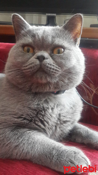 British Shorthair, Kedi  Kahraman Korkut fotoğrafı