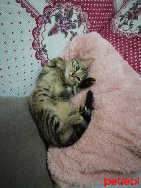 Tekir Kedi, Kedi  Miniğim fotoğrafı