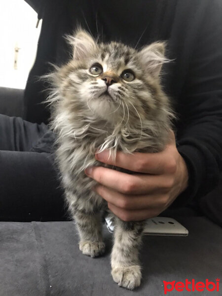 Norwegian Forest, Kedi  Luna fotoğrafı