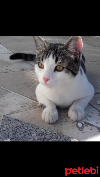 Tekir Kedi, Kedi  Panda fotoğrafı