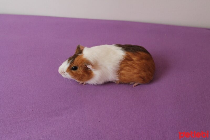 Guinea Pig, Kemirgen  GUİNEA PİG fotoğrafı