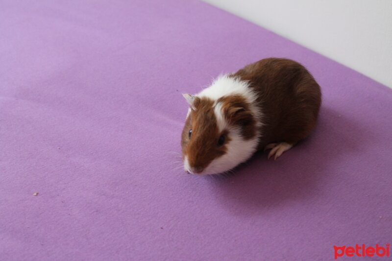 Guinea Pig, Kemirgen  GUİNEA PİG fotoğrafı