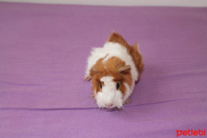 Guinea Pig, Kemirgen  GUİNEA PİG fotoğrafı