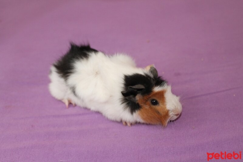 Guinea Pig, Kemirgen  GUİNEA PİG fotoğrafı