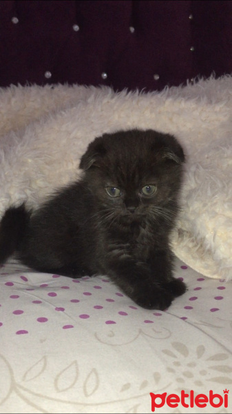 Scottish Fold, Kedi  Luna fotoğrafı