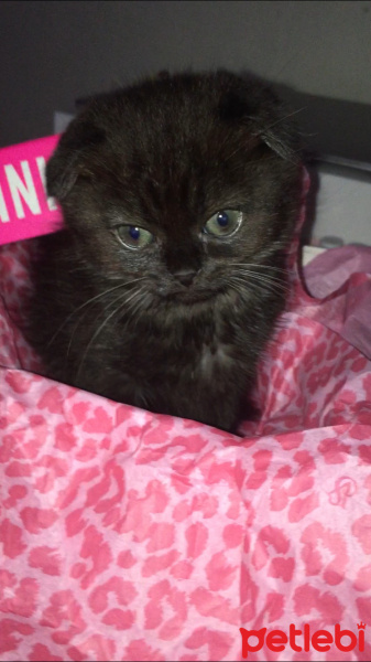 Scottish Fold, Kedi  Luna fotoğrafı