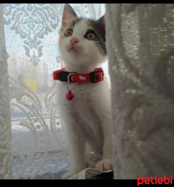 Tekir Kedi, Kedi  Boncuk fotoğrafı