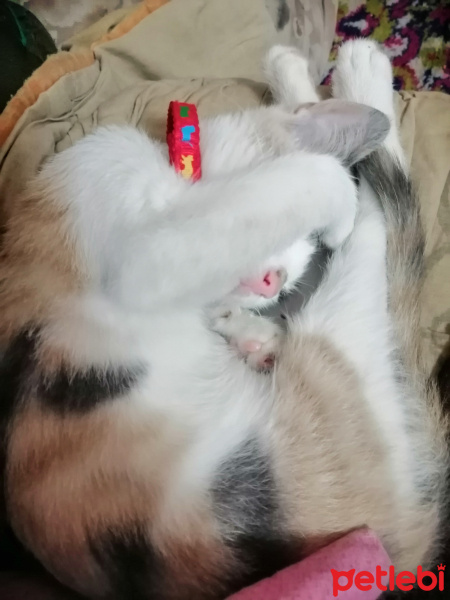 Tekir Kedi, Kedi  Boncuk fotoğrafı