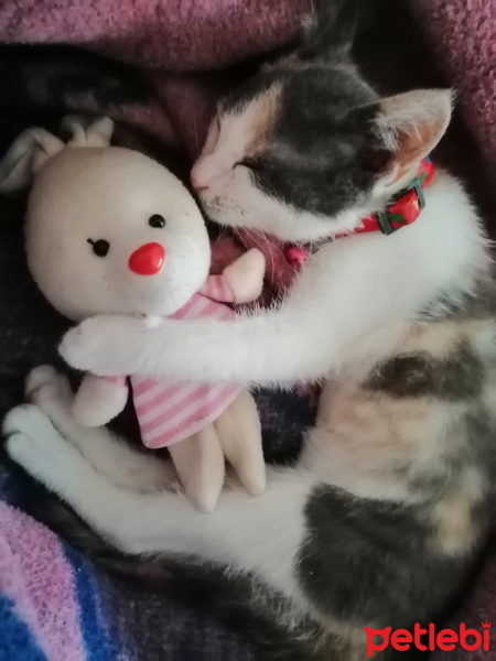 Tekir Kedi, Kedi  Boncuk fotoğrafı