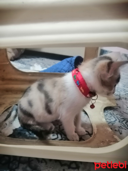 Tekir Kedi, Kedi  Boncuk fotoğrafı