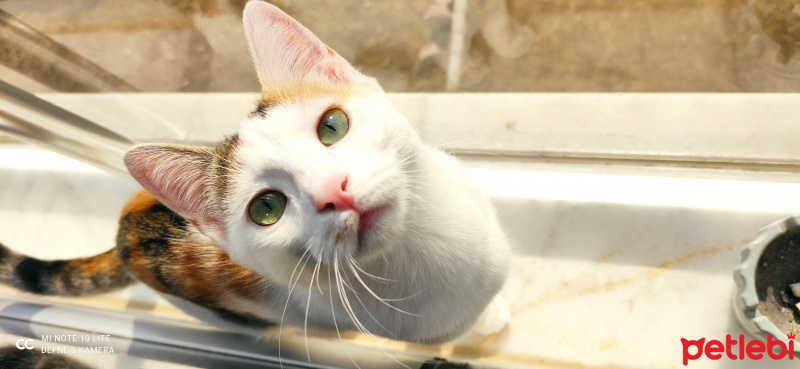 Tekir Kedi, Kedi  Sofia fotoğrafı