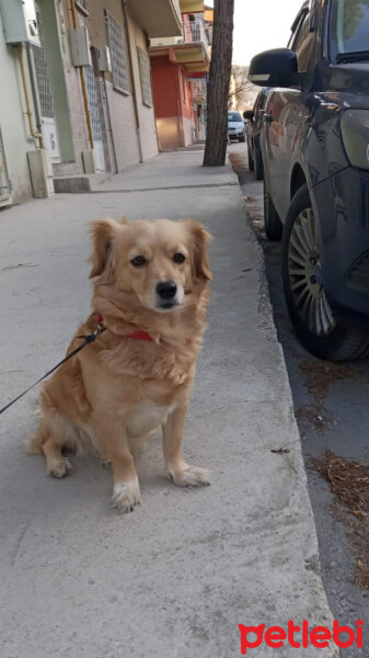 Amerikan Cocker Spaniel, Köpek  Asya fotoğrafı