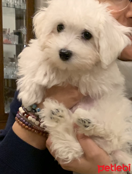 Maltese, Köpek  Uslu fotoğrafı