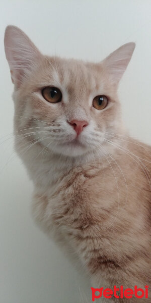 Oriental Longhair, Kedi  Misha fotoğrafı