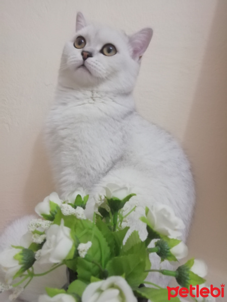 British Shorthair, Kedi  Bulut fotoğrafı