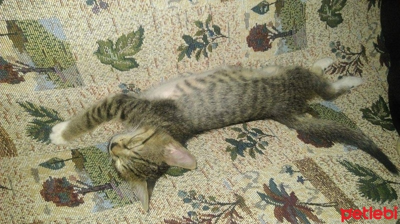 Tekir Kedi, Kedi  Şirin  fotoğrafı