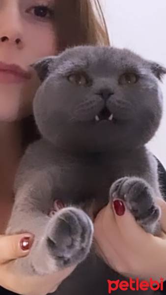 Scottish Fold, Kedi  Karamel fotoğrafı