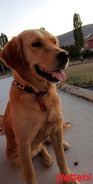 Golden Retriever, Köpek  goldy fotoğrafı