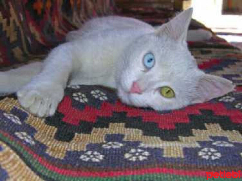 Van Kedisi, Kedi  boncuk fotoğrafı