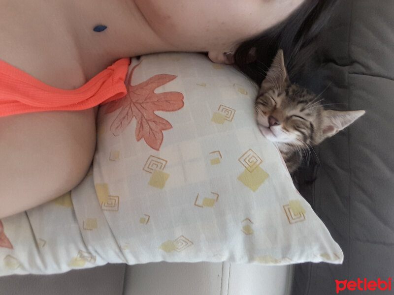 Tekir Kedi, Kedi  Paspas fotoğrafı