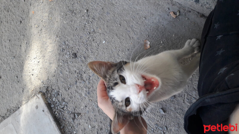 Tekir Kedi, Kedi  Paspas fotoğrafı