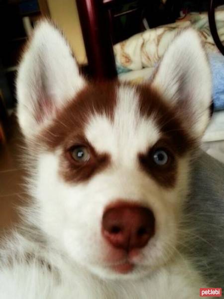 Sibirya Kurdu (Husky), Köpek  Lily fotoğrafı