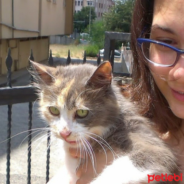 Tekir Kedi, Kedi  pati fotoğrafı