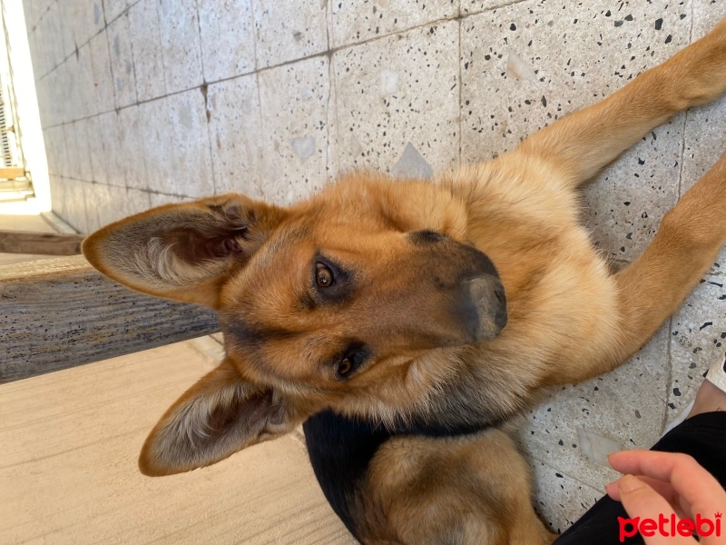 Alman Çoban Köpeği, Köpek  Ateş fotoğrafı