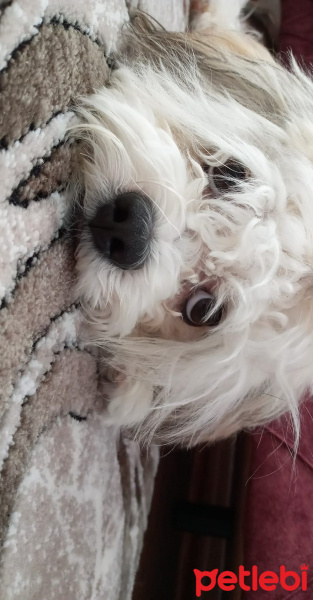 Maltese, Köpek  Mişa fotoğrafı