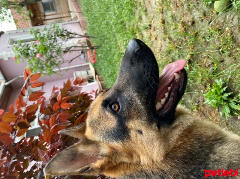 Alman Çoban Köpeği, Köpek  Barut fotoğrafı