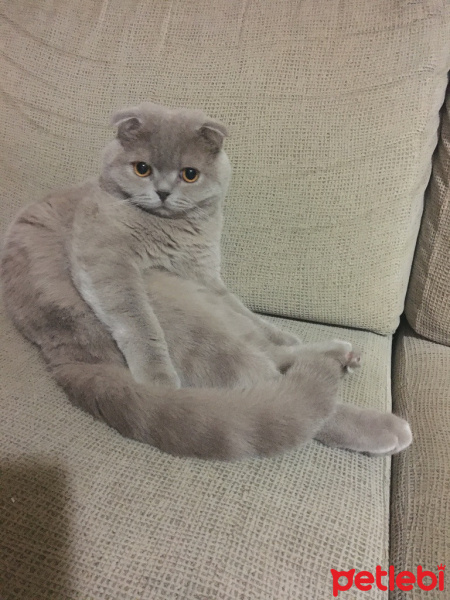Scottish Fold, Kedi  Bubbles fotoğrafı