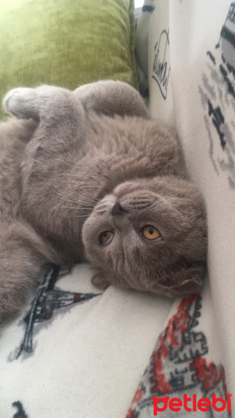 Scottish Fold, Kedi  Bubbles fotoğrafı