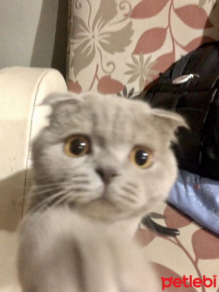 Scottish Fold, Kedi  Bubbles fotoğrafı