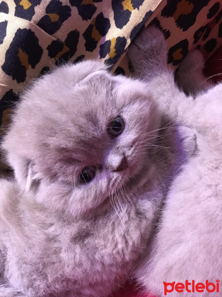 Scottish Fold, Kedi  Bubbles fotoğrafı