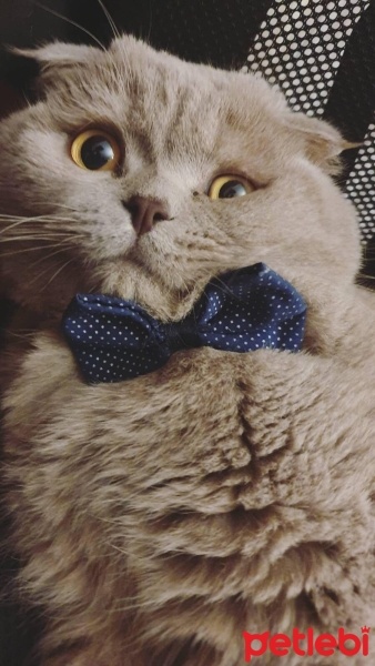 Scottish Fold, Kedi  Bubbles fotoğrafı