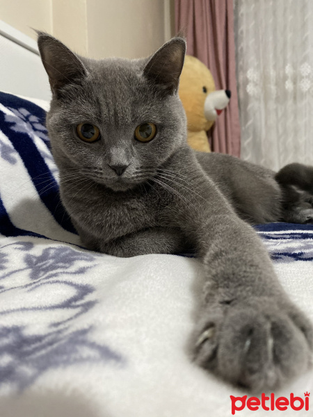 British Shorthair, Kedi  Düğme fotoğrafı