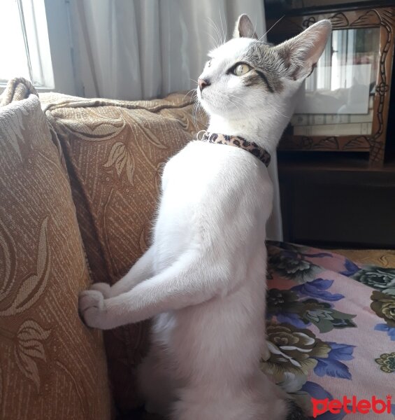 Tekir Kedi, Kedi  Yumak fotoğrafı