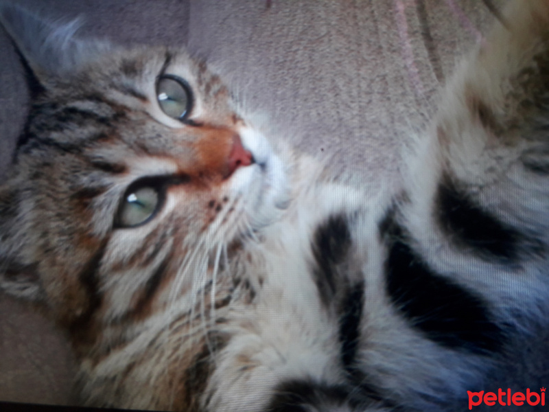 Tekir Kedi, Kedi  Desi fotoğrafı